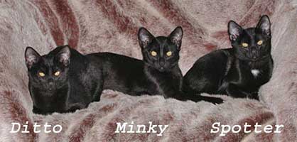 Ditto Minky & Spotter